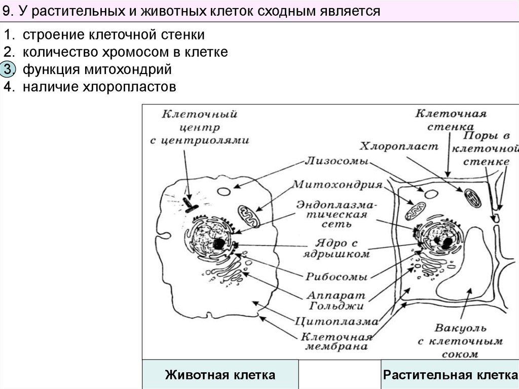 Сходное строение клеток растений и животных доказательство. Сравнение клеток растений и животных рисунок. Схема строения животной и растительной клетки. Сравнение животной и растительной клетки схема. Сравнение строения растительной и животной клетки рисунок.