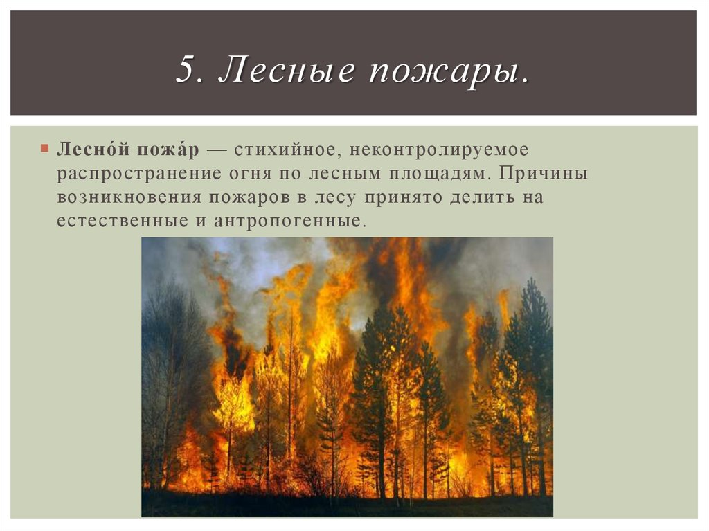 Распространение огня. Лесной пожар - неконтролируемое стихийное. Антропогенные пожары в лесу. Антропогенные причины пожаров в лесу.