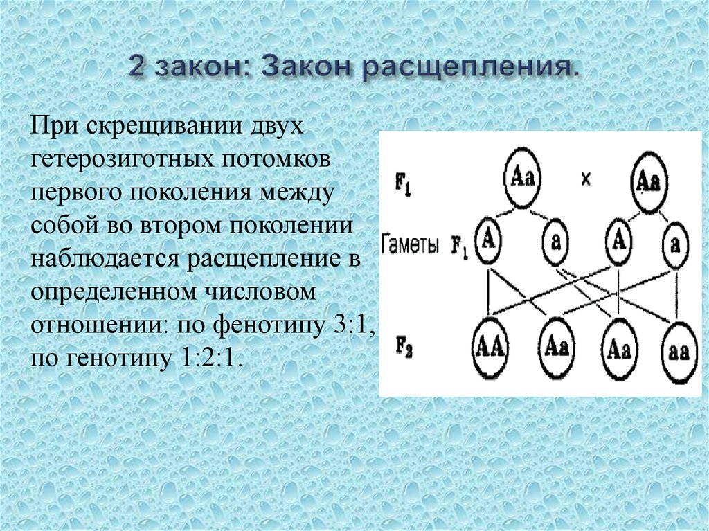 3 закон менделя закон расщепления признаков