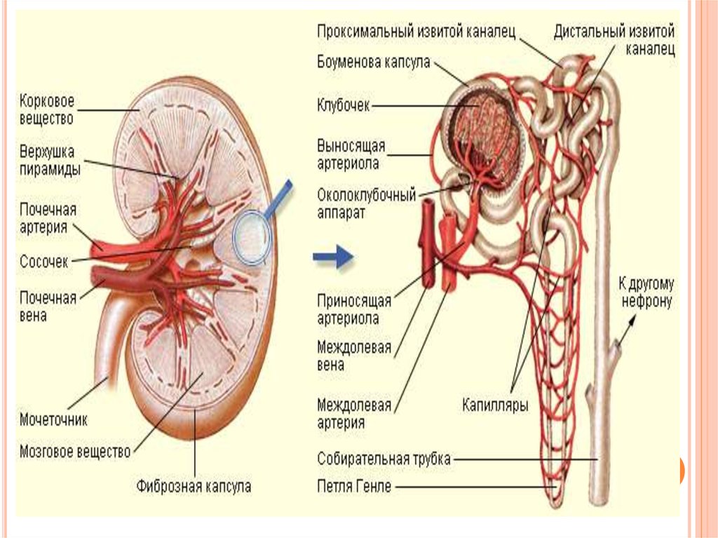Мочевые органы мужчины. Мужская мочевая система анатомия. Схема строения мочевой системы анатомия. Сосуды мочеполовой системы. Схема мочевой системы женщины.