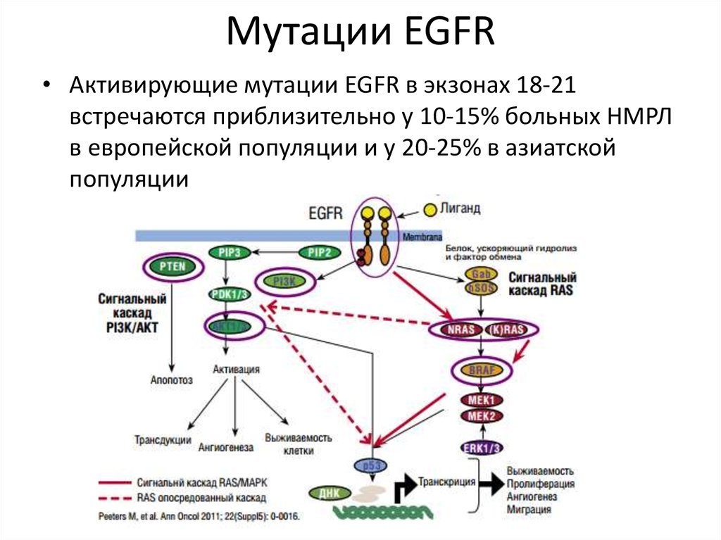 Лекарственная терапия НМРЛ при наличии мутации EGFR - презентация онлайн