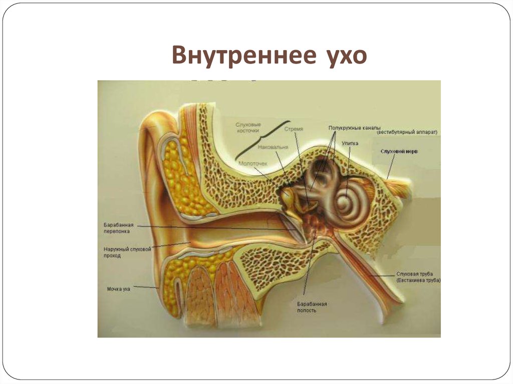 Как устроено внутреннее ухо. Строение внутреннего уха орган слуха. Строение внутреннего уха анатомия. Строение улитки внутреннего уха. Орган слуха строение улитки.