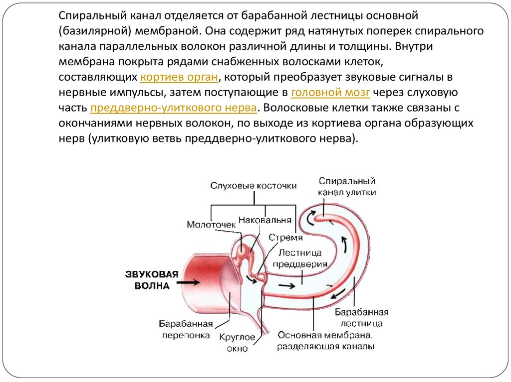 Слух анатомия и физиология. Спиральный канал. Спиральный орган барабанная лестница. Барабанная лестница содержит. Отсутствие слуховых косточек.