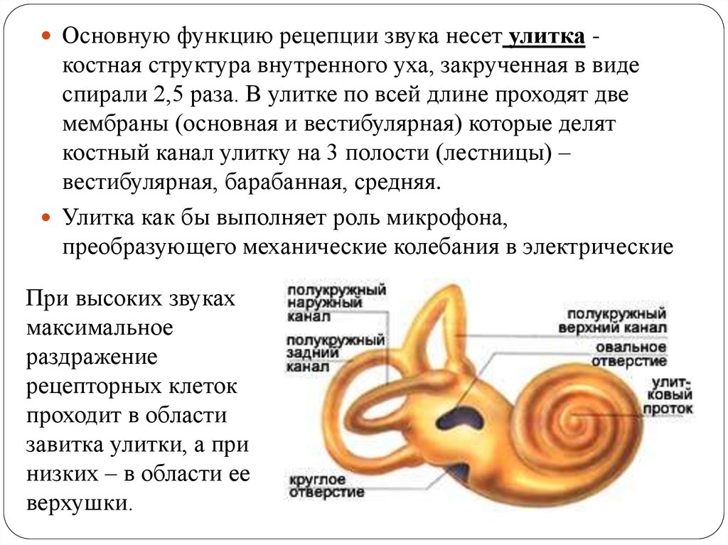 Орган слуха характеристики. Внутреннее ухо улитка функции. Функции улитки внутреннего уха. Строение и функции улитки внутреннего уха. Функция улитки слухового анализатора.