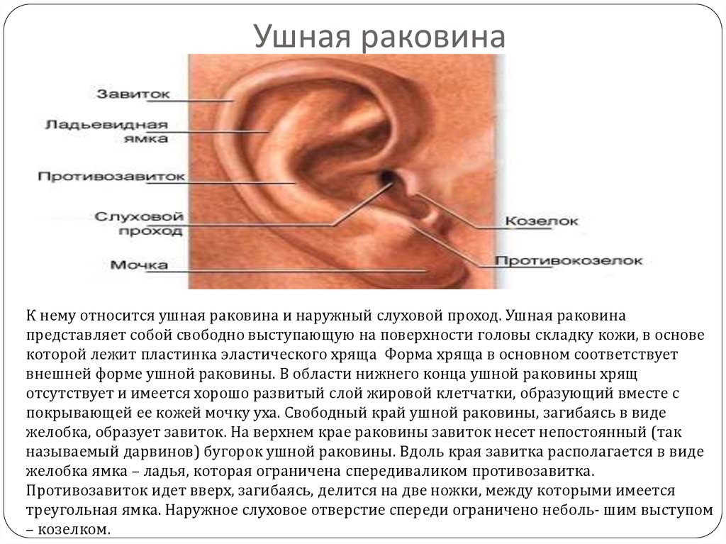 Что такое ушная раковина. Строение ушной раковины человека. К частям ушной раковины относятся. Противокозелок ушной раковины.