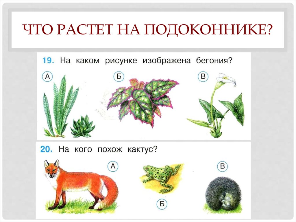 Окружающий мир 1 класс тесты. Что растетет на подоконнике. Что ра тет на подоконнике. Что растет на подоконнт. Занятия по окружающему миру 1 класс.