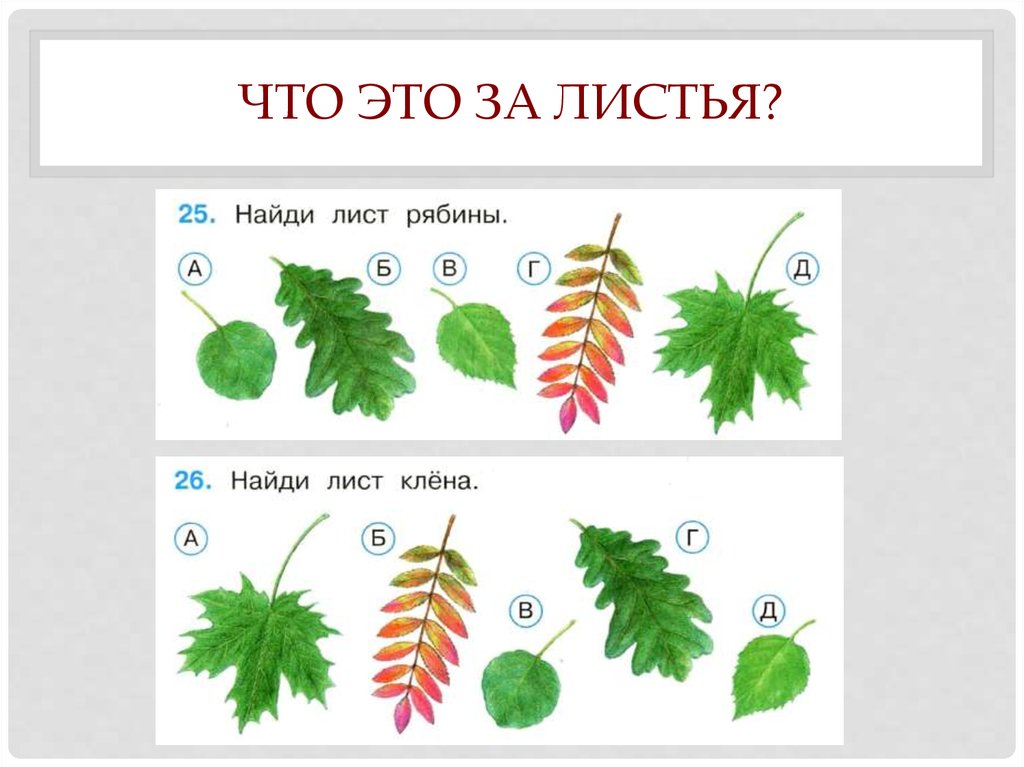 Окружающий мир 1 класс презентация что это за листья