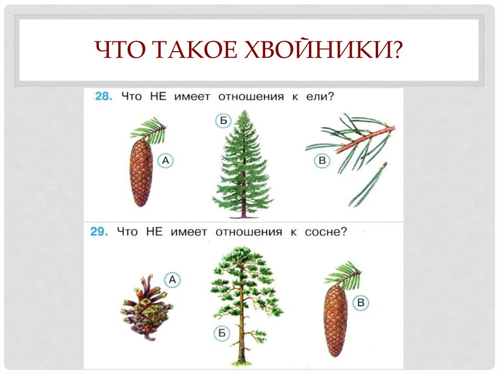 Ели такие ответ. Что не имеет отношения к ели. Ель окружающий мир 1 класс. Что такое хвойники 1 класс. Что такое хвойники 1 класс окружающий мир.