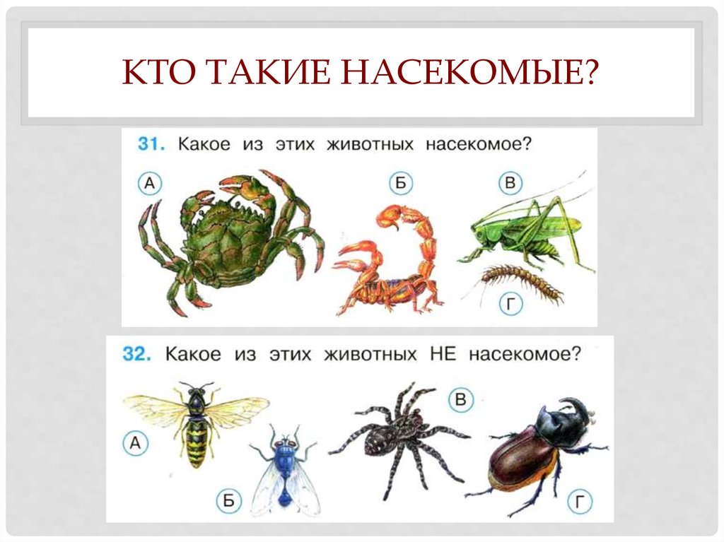 Кто такой 1. Окружающий мир насекомые. Кто такие насекомые. Насекомые 1 класс окружающий мир. Кто такие насекомые 1 класс.