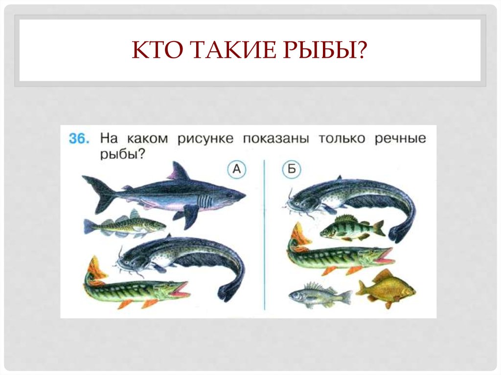 Тест рыбы 2 класс