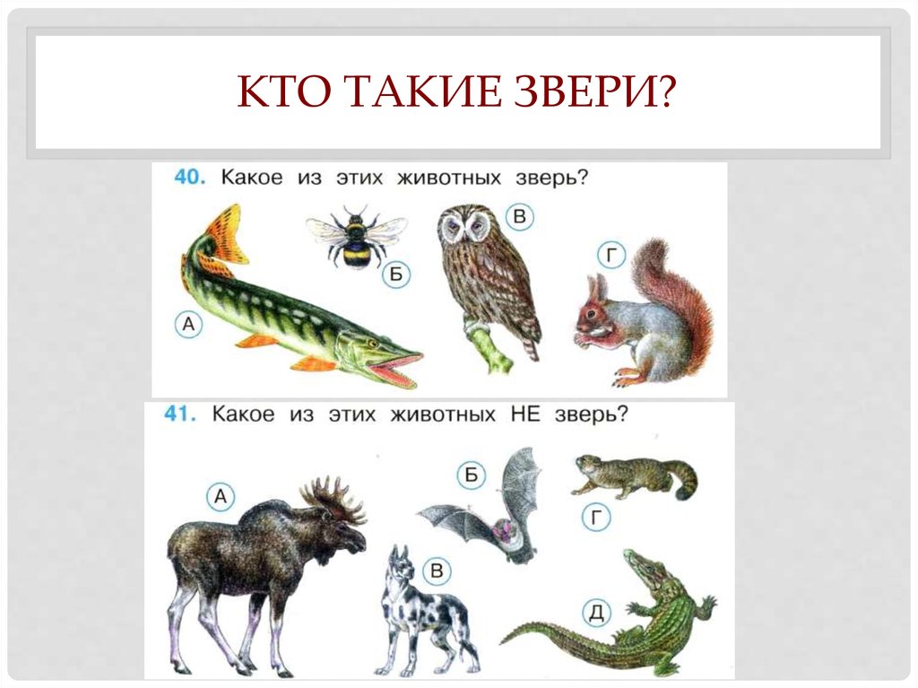 Какие бывают животные плешаков. Звери 1 класс. Звери окружающий мир 1 класс. Кто такие звери. Кто такие звери 1 класс окружающий.