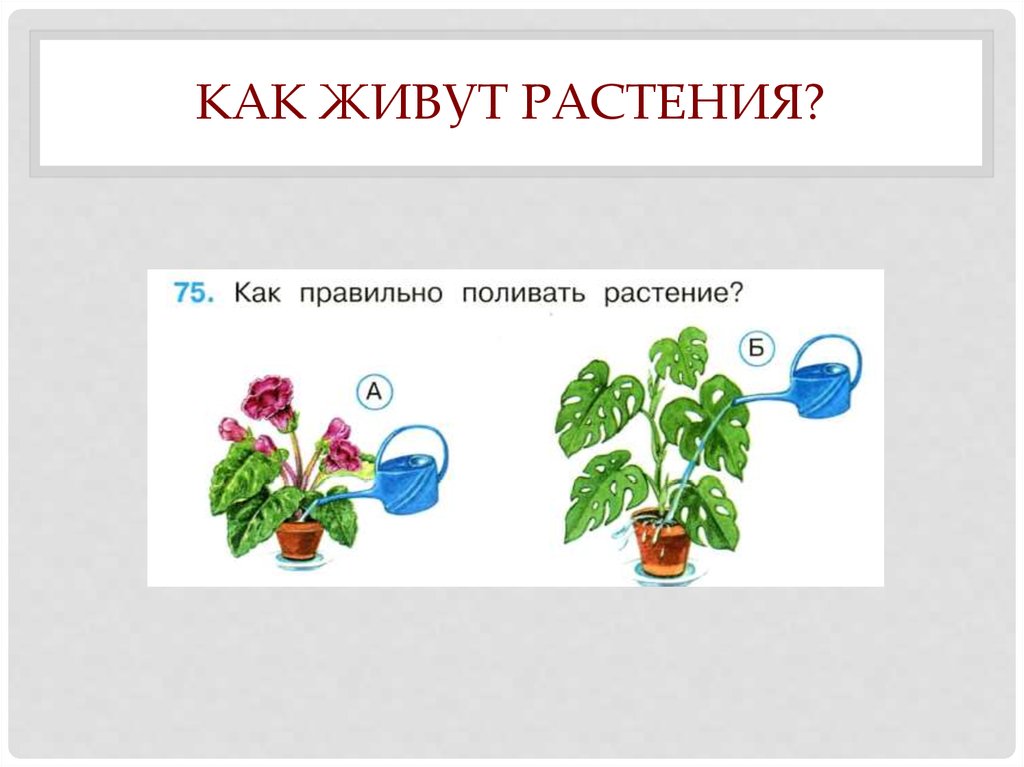 Презентация онлайн 2 класс окружающий мир