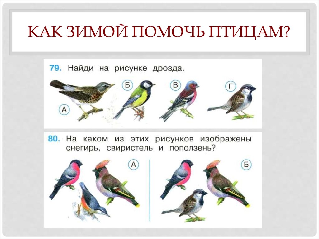 Окружающий мир 1 класс как помочь птицам