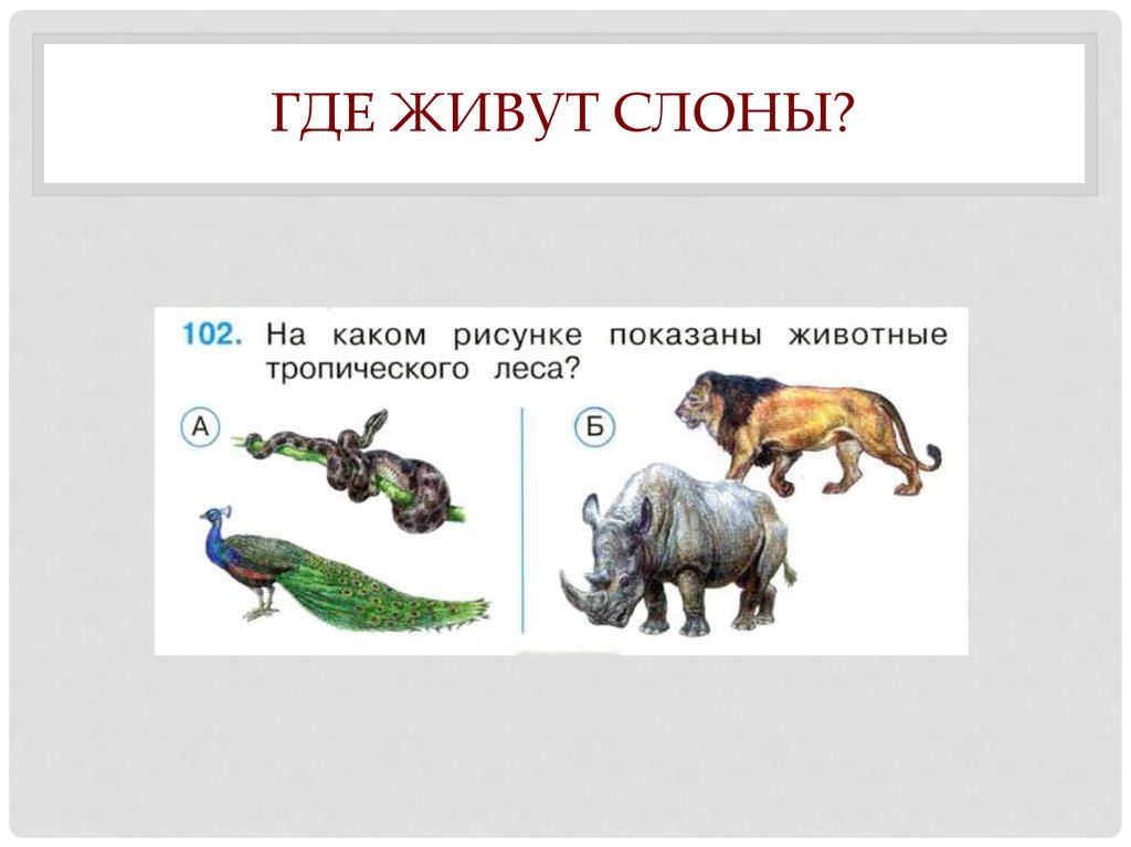 Где живут слоны 1 класс школа россии презентация и конспект