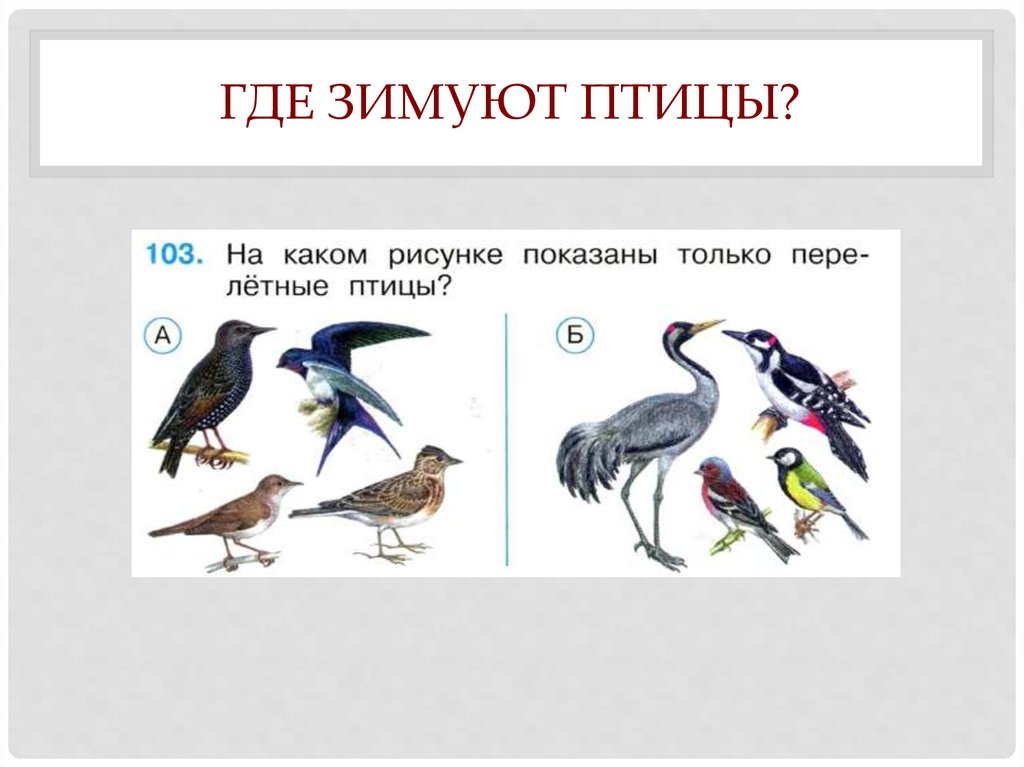 Определи сколько видов птиц изображено на рисунке. Где зимуют птицы. Окружающий мир где зимуют птицы. Где зимуют птицы 1 класс. Где зимуют зимующие птицы.