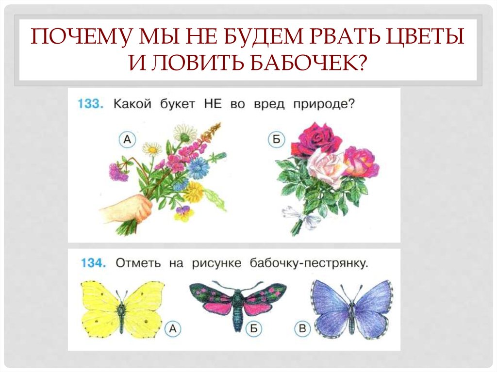 С класс работы с изображениями. Почему мы не будем рвать цветы и ловить бабочек. Урок окружающего мира в 1 классе бабочка. Окружающий мир 1 класс цветы и бабочки. Почему мы небуджем рвать цветы и ловить бабочек.