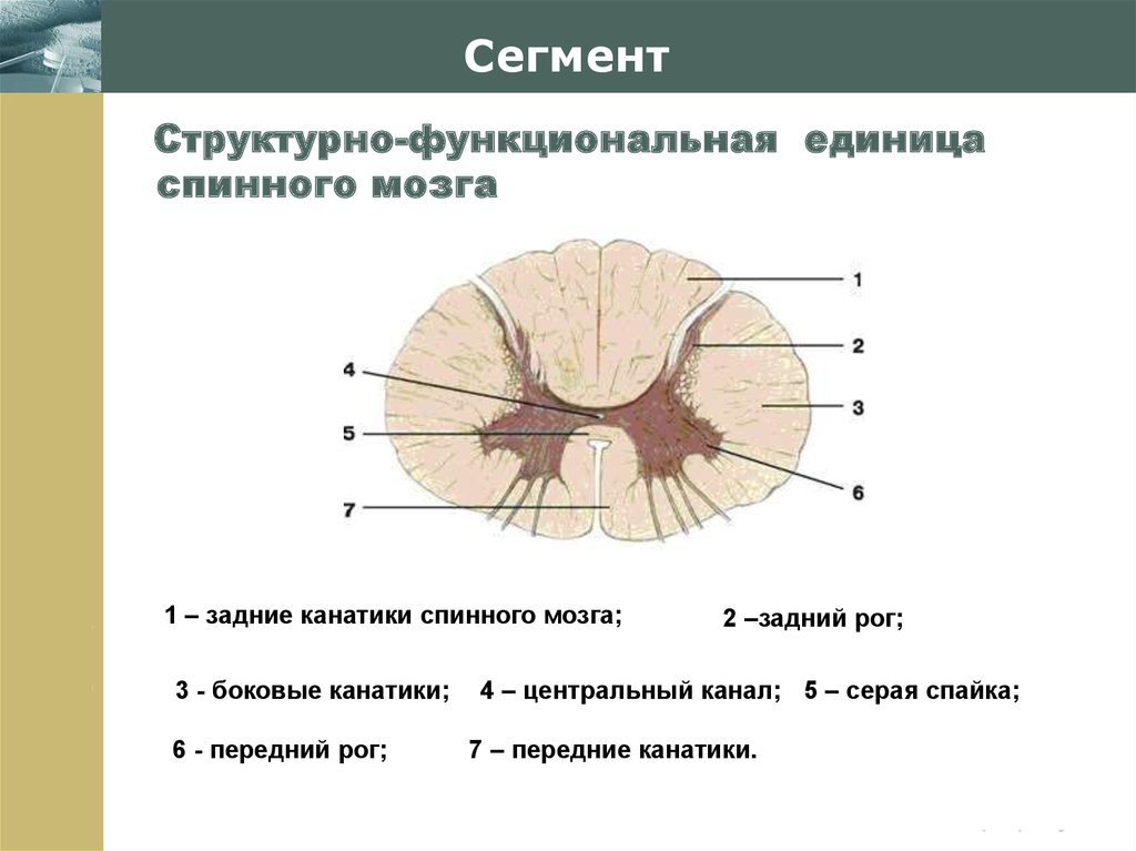 Двигательный передние рога спинного мозга