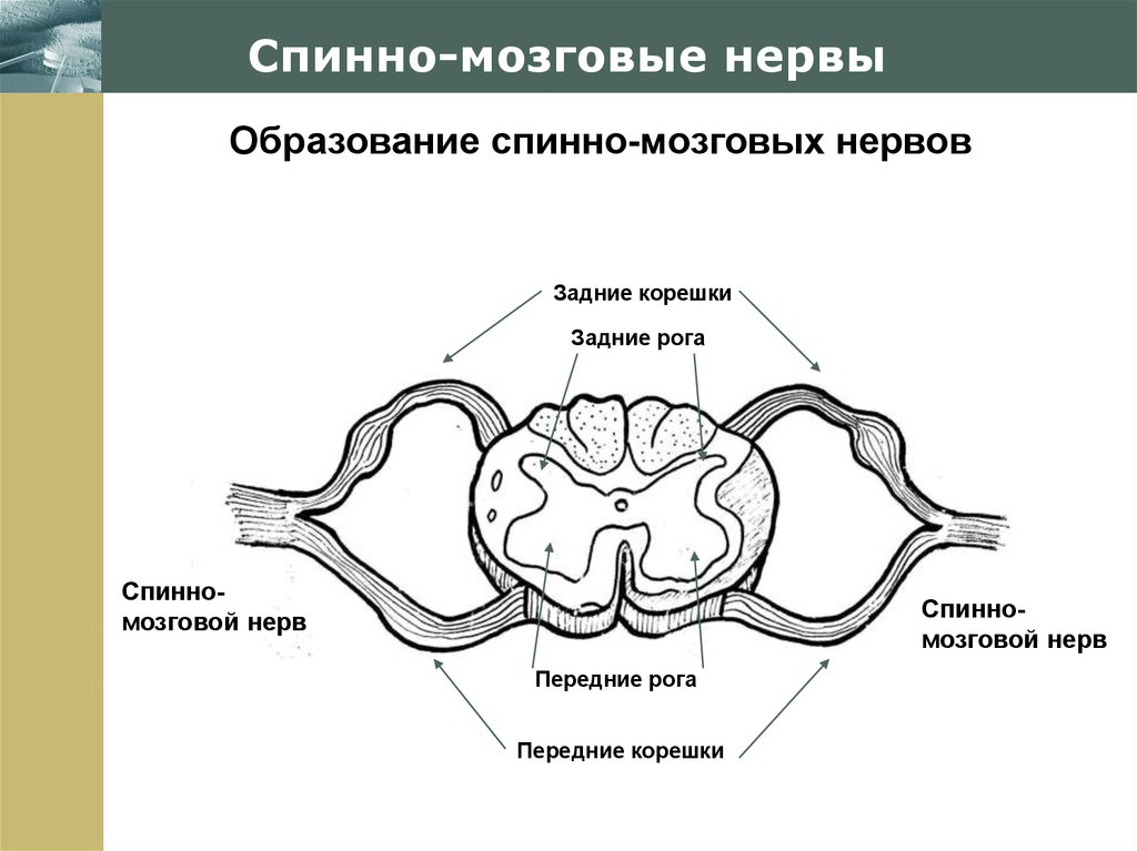 Головной мозг и нервы образуют. Передние рога передние корешки. Передние и задние корешки нервов. Передние корешки задние корешки передние рога. Спинно церебральный.