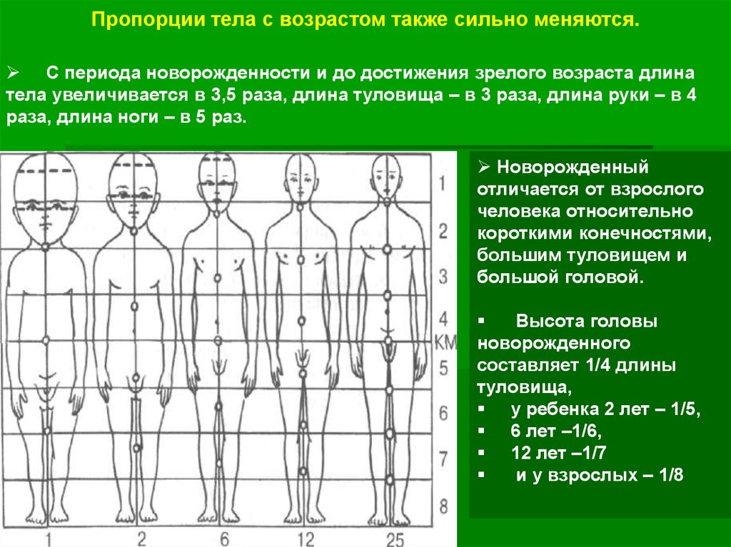 Какая часть тела увеличивается. Пропорции человека. Возрастные пропорции человека. Возрастные изменения пропорций тела. Изменение пропорций тела с возрастом.