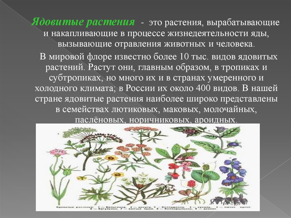 Какой из цветов ядовитый. Ядовитые растения. Ядовитые растения презентация. Ядовитые растения России. Яды растений.