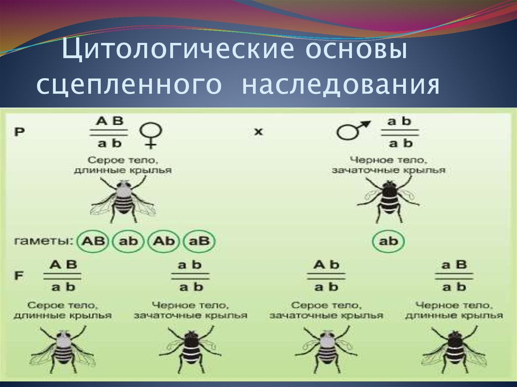 Сцепленным с полом рецессивным геном. Томас Морган сцепленное наследование генов. Сцепленное наследование Морган дрозофила. Сцепленное наследование генов таблица. Закон Моргана наследование сцепленное с полом.