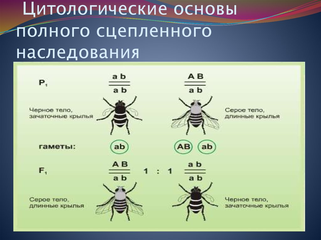 Сцепленное наследование признаков