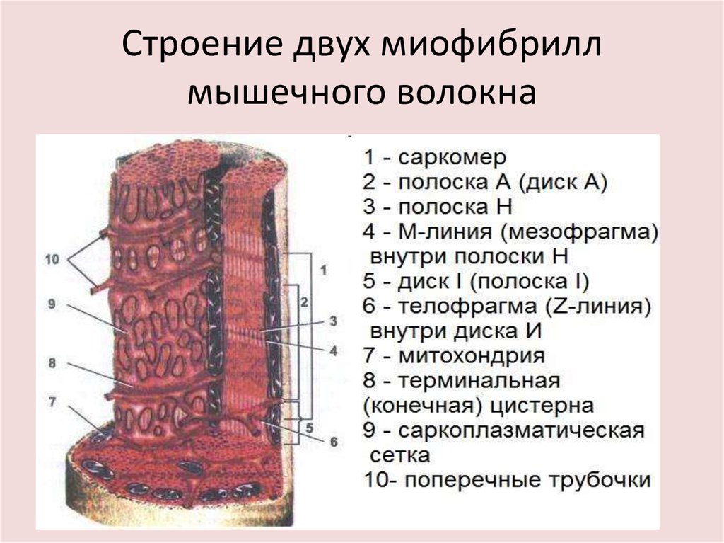 Схема строения мышечного волокна