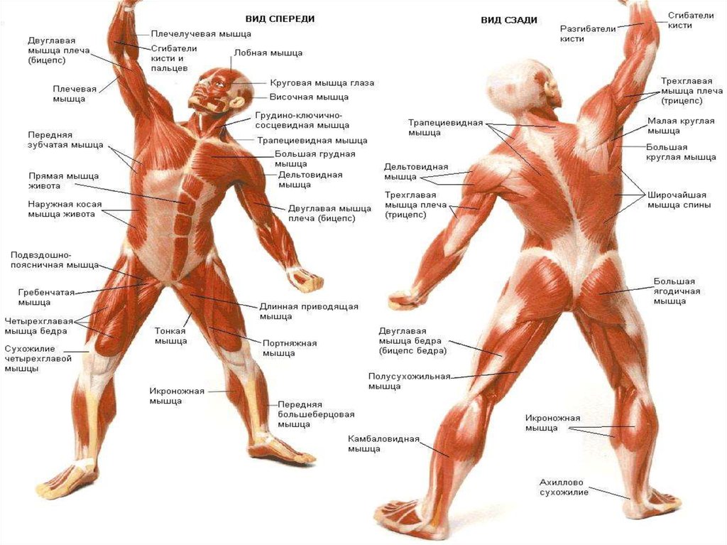 Строение мышц человека схема
