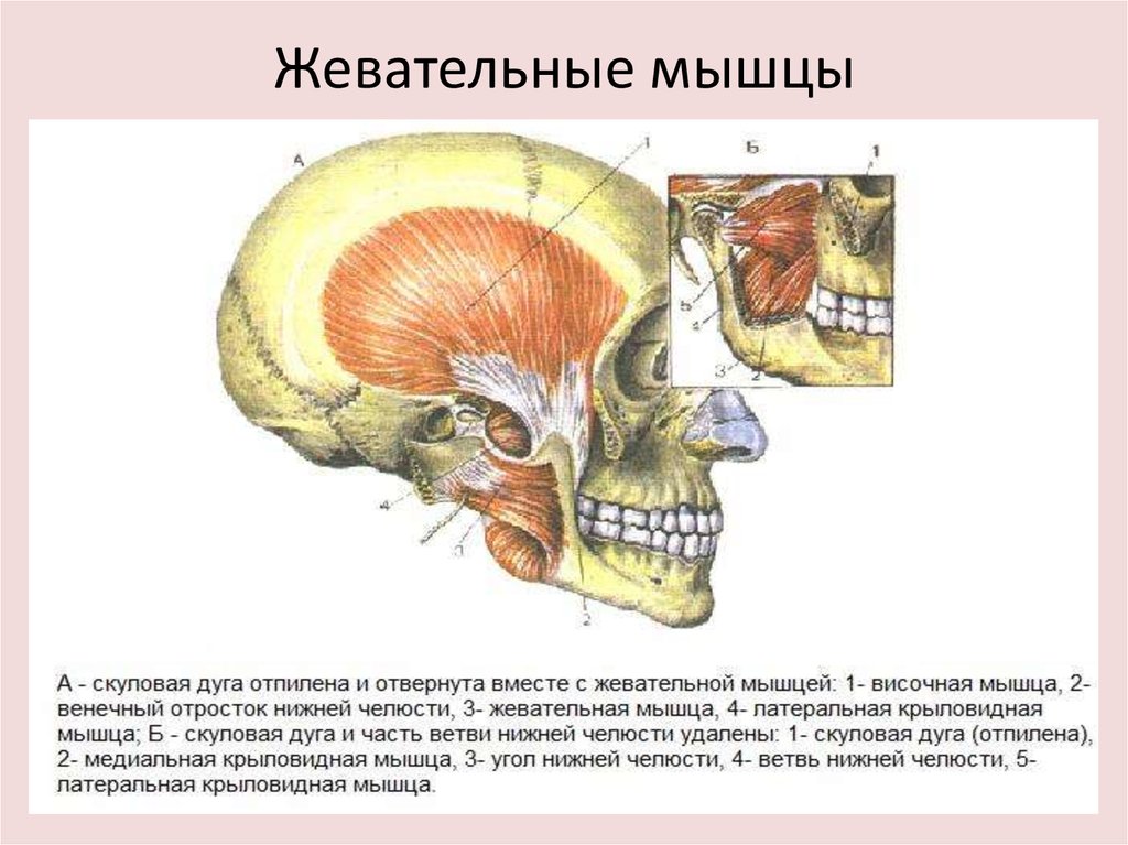 Жевательные мышцы схема