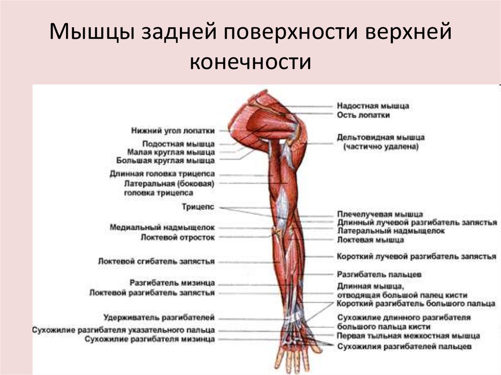 Презентация мышцы верхних конечностей