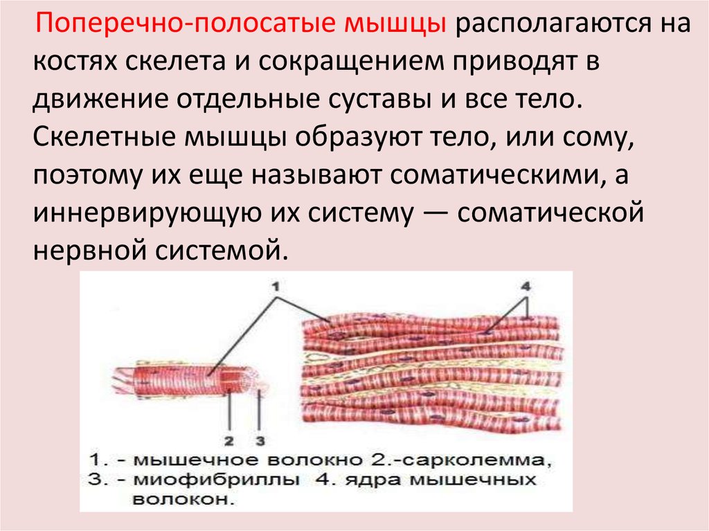 Какими буквами обозначены изображения скелетной поперечно полосатой мышечной ткани