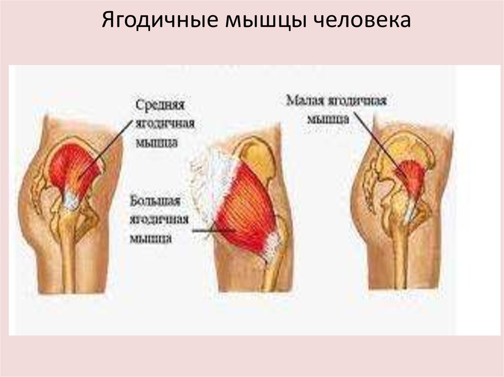 Анатомия ягодичных мышц человека