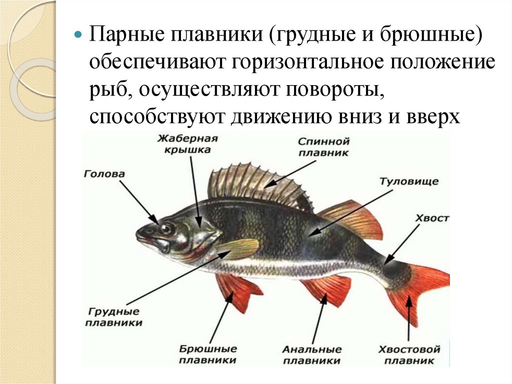 Класс рыбы плавники