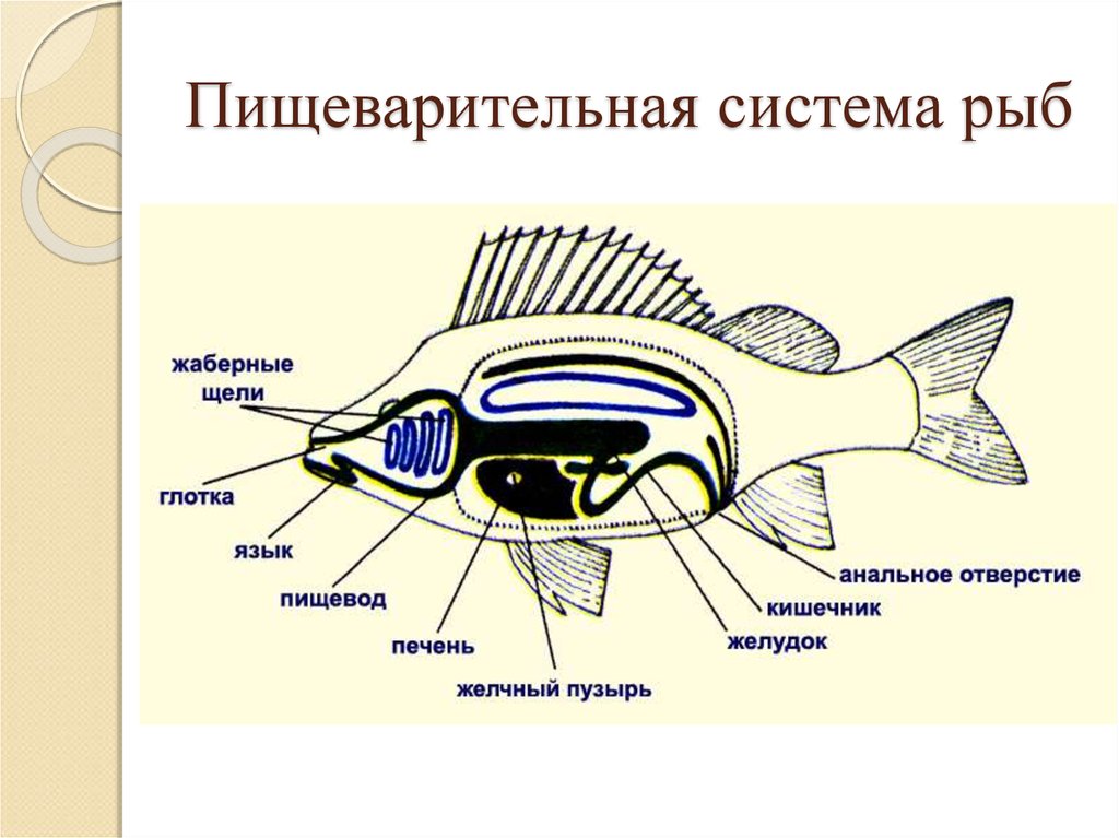 Схема костной рыбы