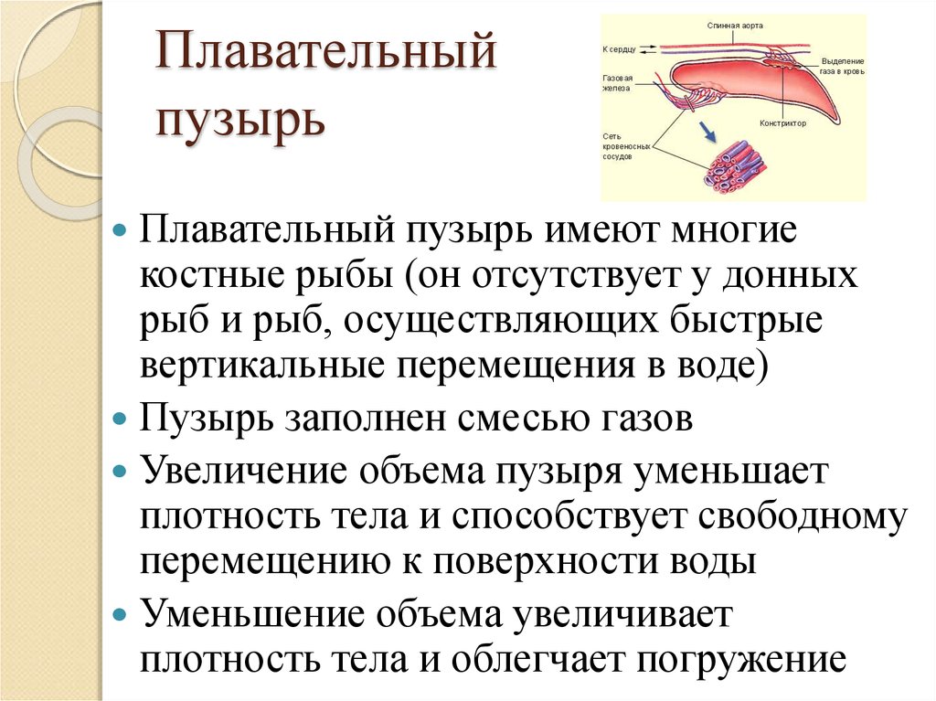 Плавательный пузырь какой орган