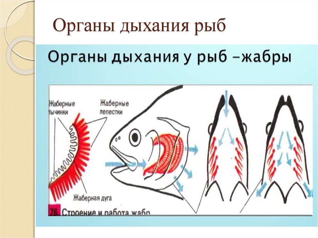Как дышат рыбы в воде. Строение жабр костистых рыб. Органы дыхательной системы у рыб. Дыхательная система костных рыб схема. Дыхательная система рыб жабры.