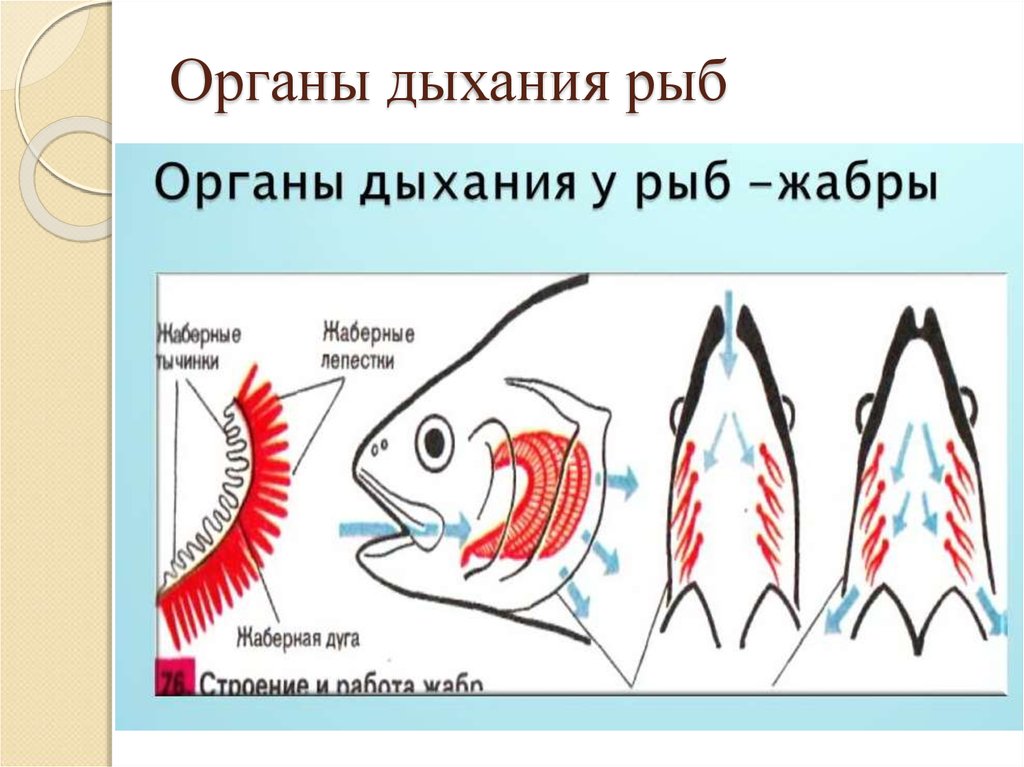 Кожно жаберное дыхание