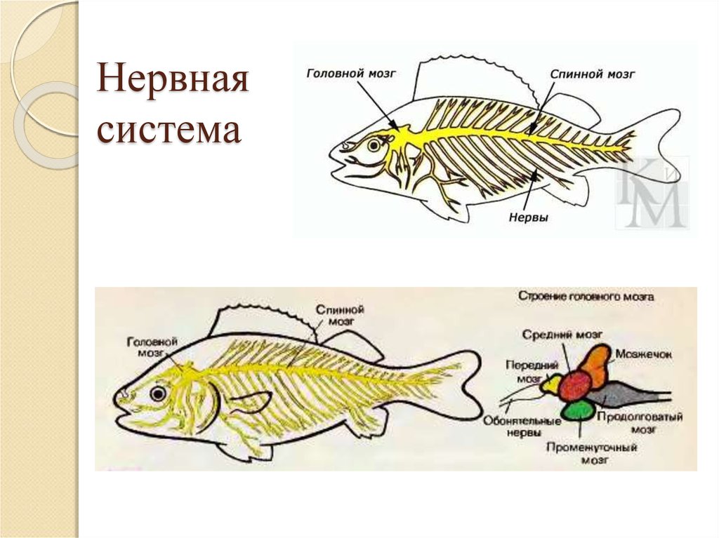 Особенности строения мозга рыбы
