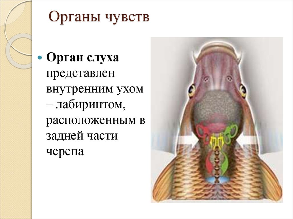 Орган слуха рыб внутреннее ухо. Орган слуха у рыб. Строение органа слуха у рыб. Строение уха рыб. Строение внутреннего уха рыбы.