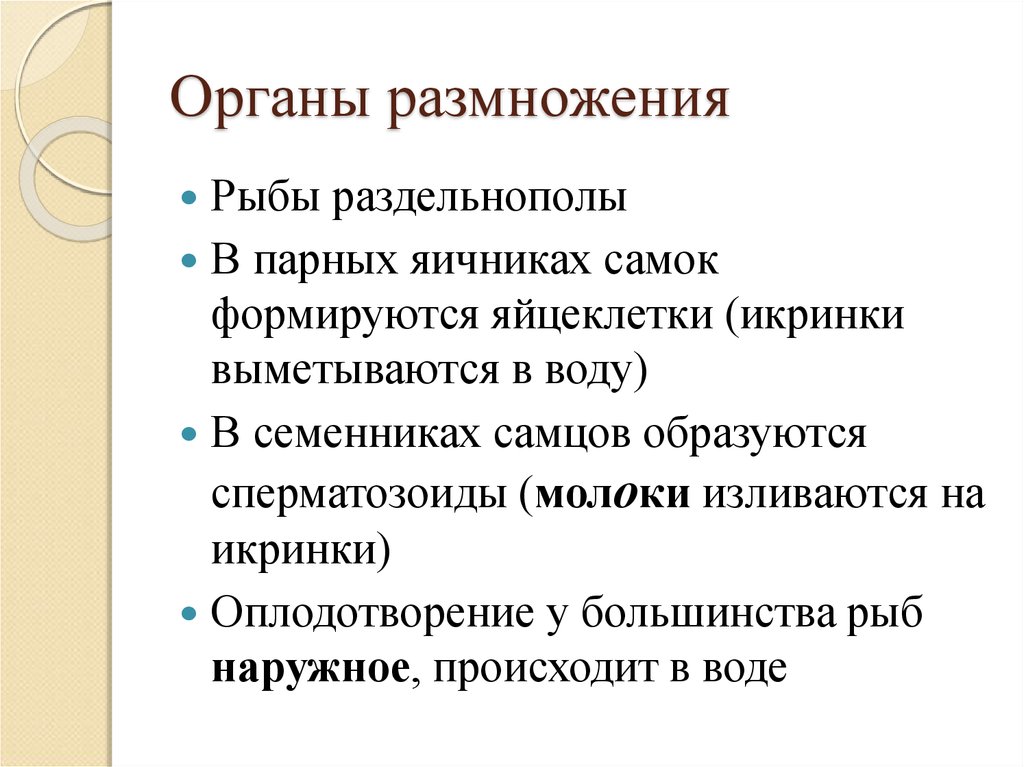 Большинство рыб раздельнополые. Органы размножения рыб. Оплодотворение у большинства рыб.