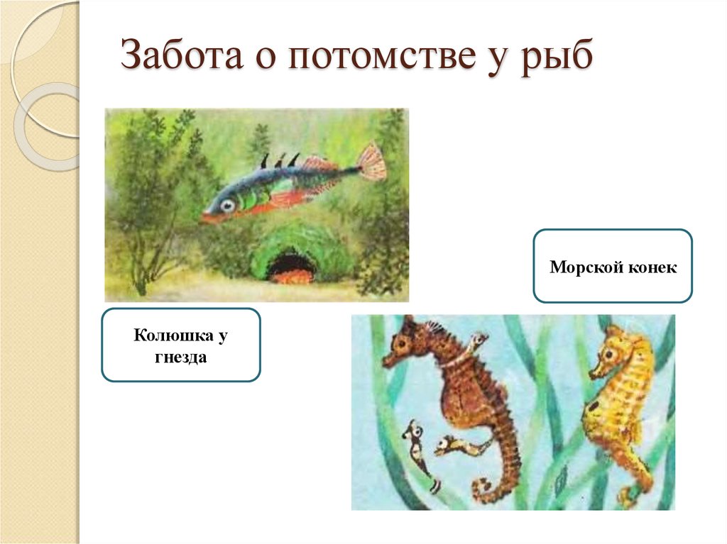 Какие заботятся о потомстве. Забота о детёнышах у рыб. PF,JNF J gjnjvcndt HS,. Заботу о потомстве проявляют у рыб. Забота о потомстве у хрящевых рыб.