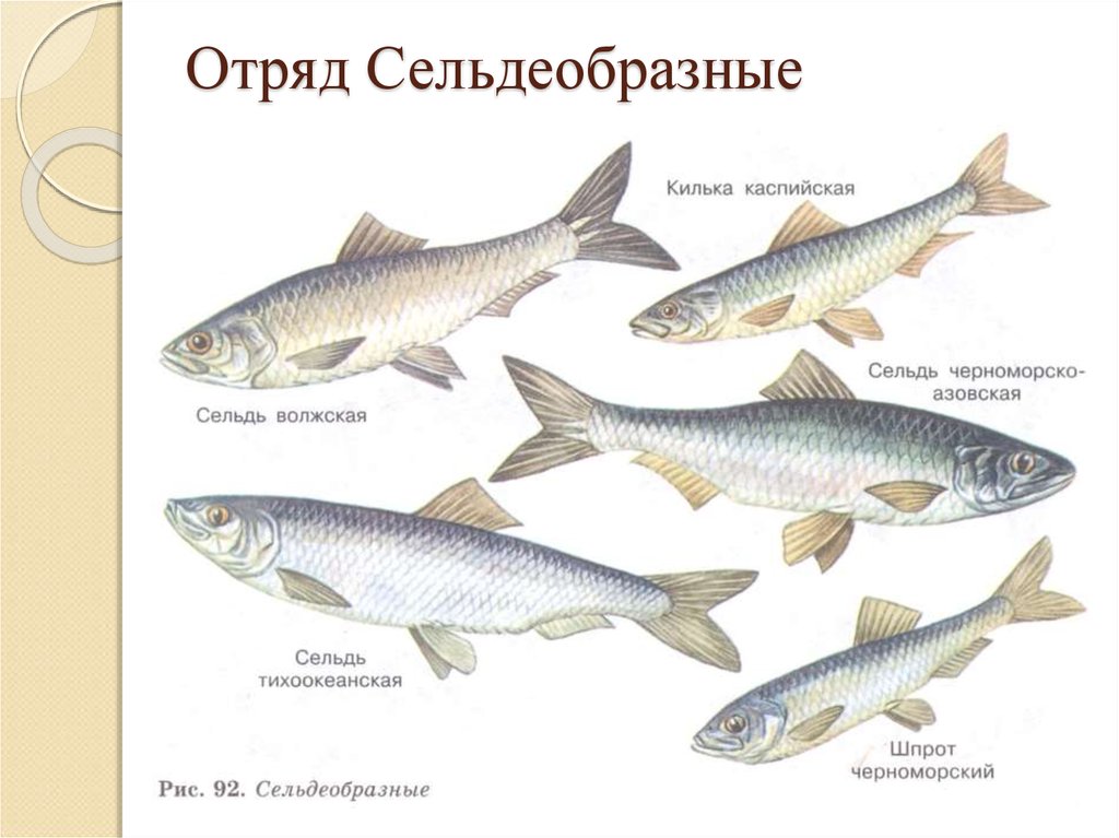 Килька сканворд. Отряд Сельдеобразные представители. Сельдеобразные рыбы представители. Черноморско-Азовская морская сельдь. Сельдеобразные рыбы название.