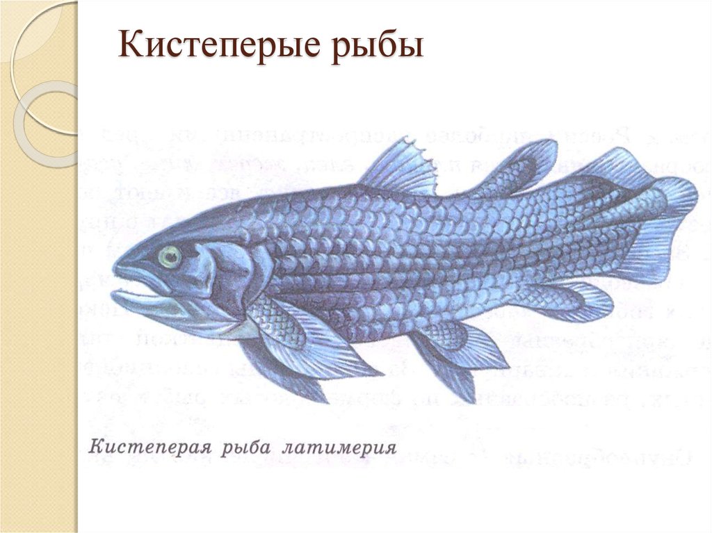 Кистеперые рыбы живут. Представители подкласса кистеперые. Отряд кистеперые рыбы. Подкласс кистеперые рыбы представители. Представители отряда кистеперы.