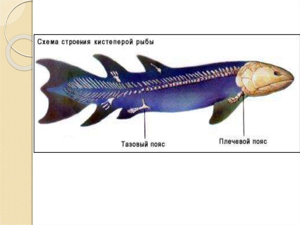 Рот хрящевые рыбы костные рыбы