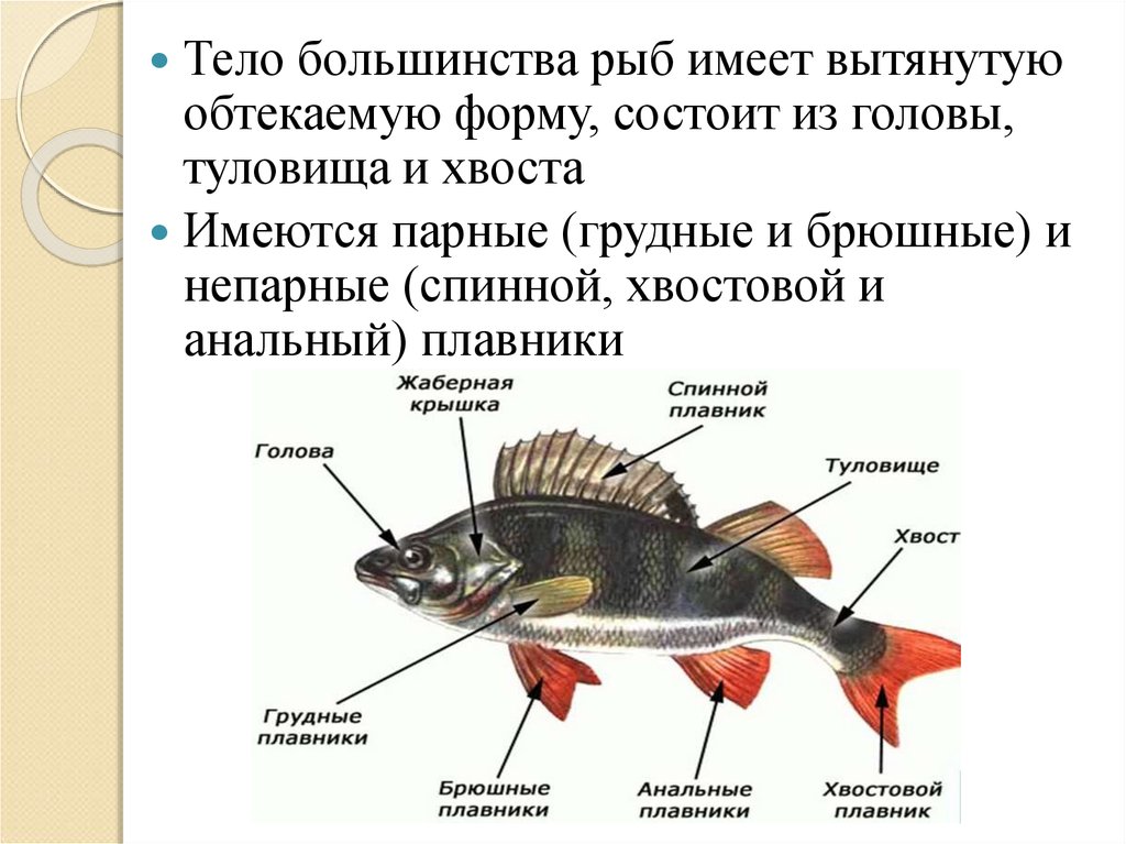 1 все рыбы имеют обтекаемую форму тела