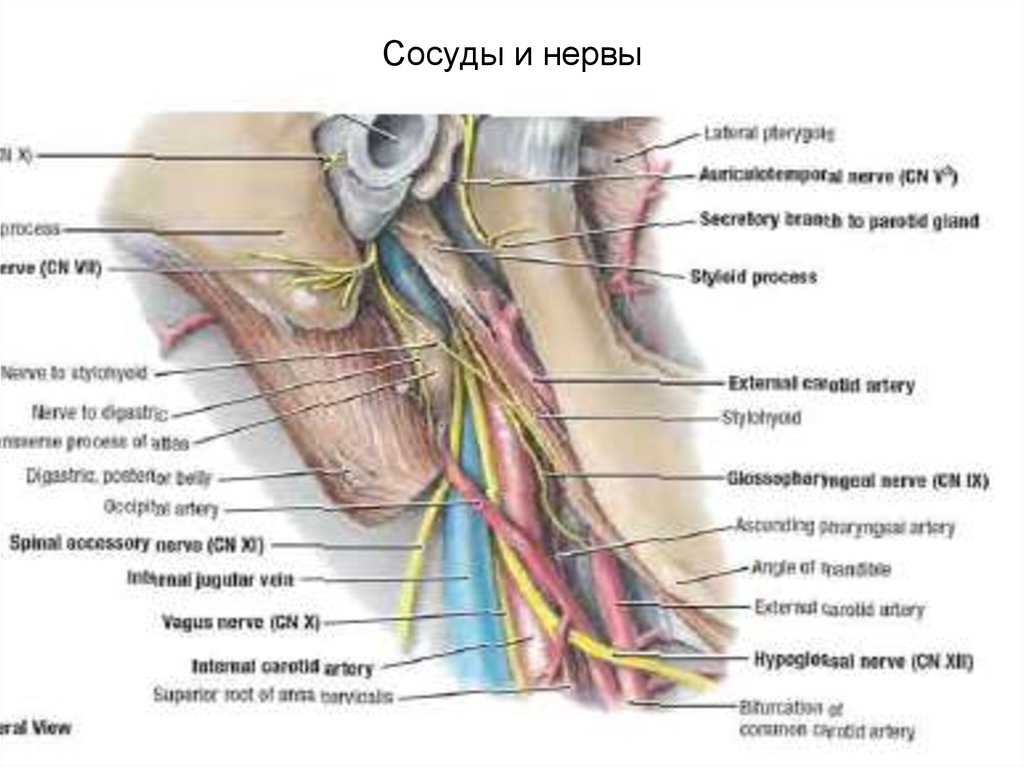 Нерв латынь. Половой нерв и артерия. Сосудисто нервный пучок нерв строение. Сосуды нервов на латинском.