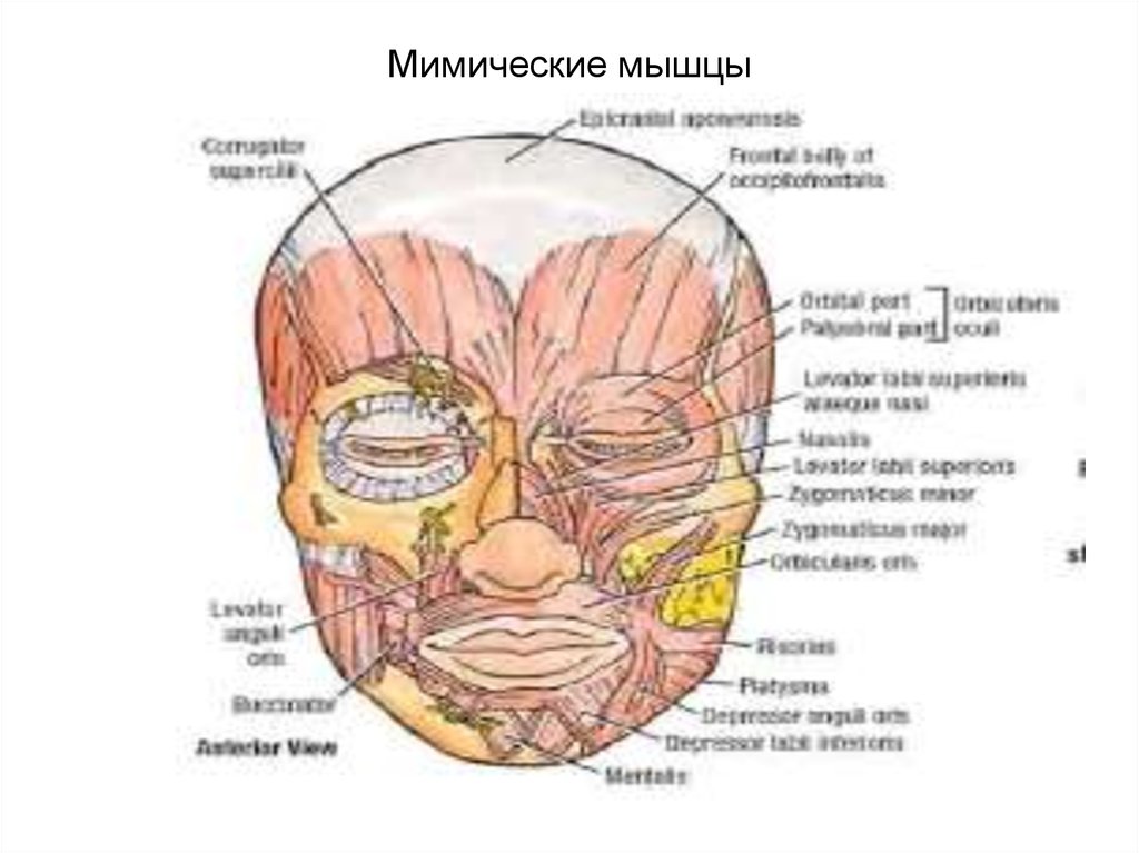 Мимические мышцы. Мышцы мимические аппарата. Мышцы мимики лица анатомия названия. Рассмотрите рисунок. Отметьте указанные мимические мышцы.. Мимические лицевой части черепа радости.