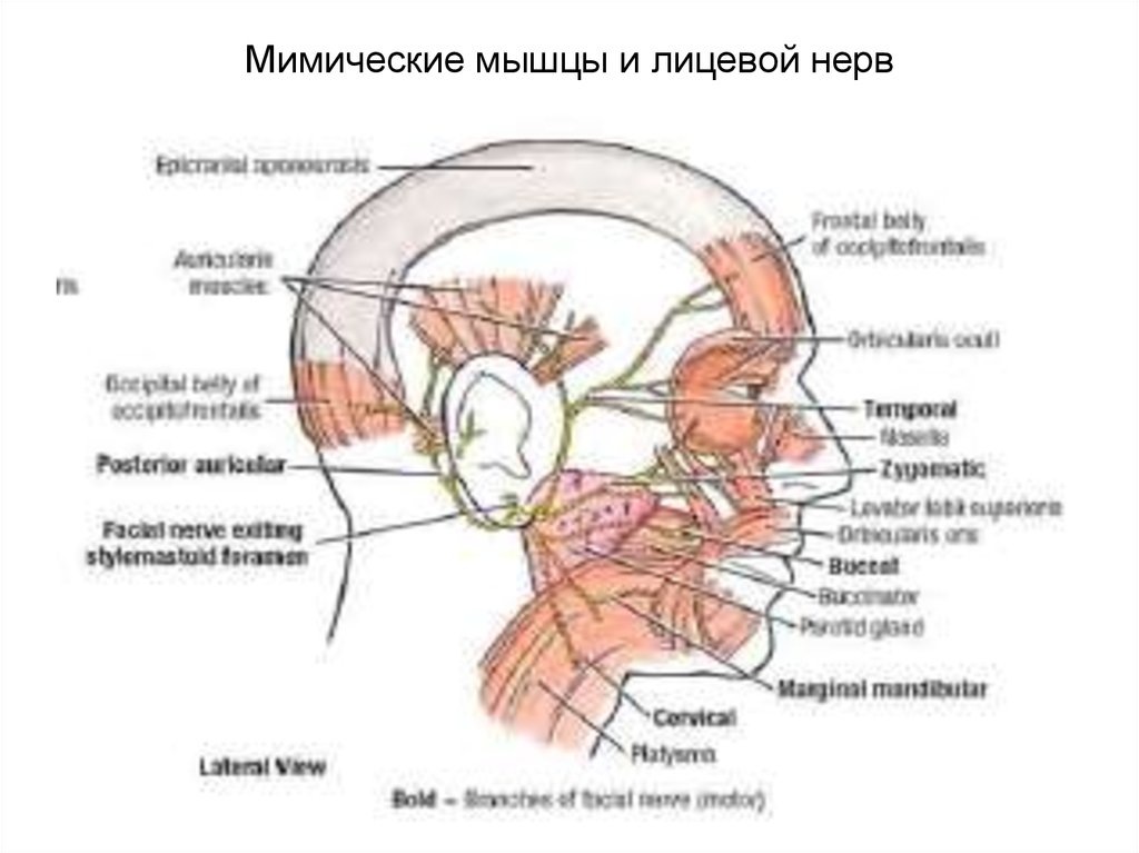 Волокна лицевого нерва. Лицевой нерв. Лицевой нерв и мимическая мускулатура. Мышцы лицевого нерва. Лицевой нерв мимические мышцы.