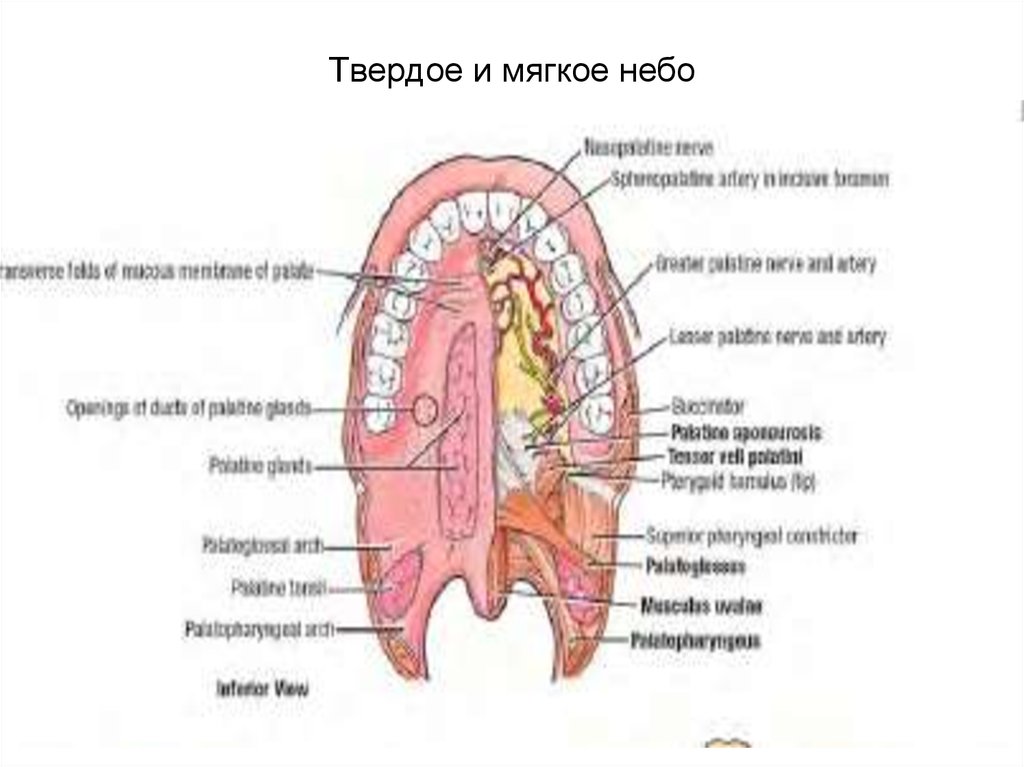 Твердое небо. Твердое небо и мягкое небо анатомия. Твердое небо анатомия строение. Строение твердого и мягкого неба.