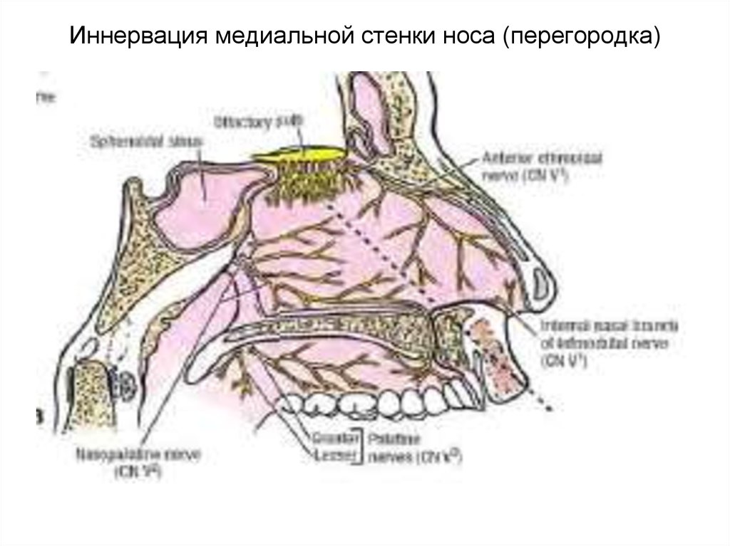 Иннервация носа схема